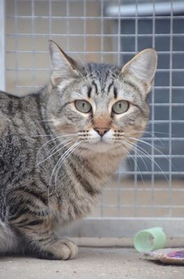 Sofia (geb. Sep 22), EKH - Katze