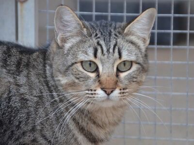 Sofia (geb. Sep 22), EKH - Katze