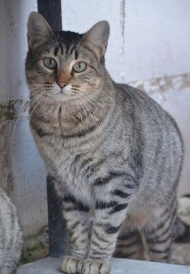 Sofia (geb. Sep 22), EKH - Katze