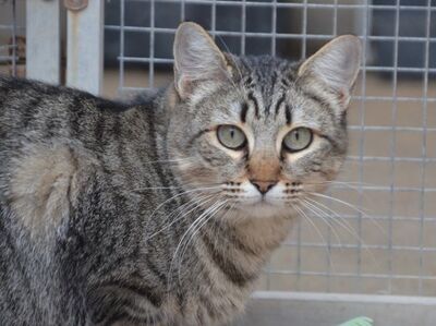 Sofia (geb. Sep 22), EKH - Katze