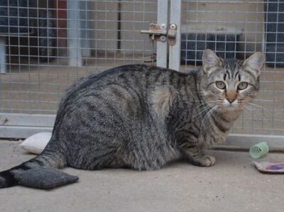 Sofia (geb. Sep 22), EKH - Katze