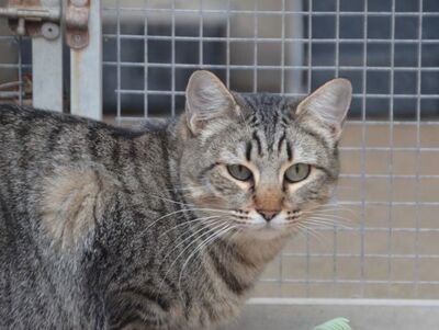 Sofia (geb. Sep 22), EKH - Katze