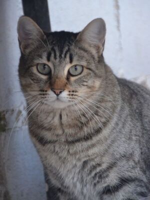Sofia (geb. Sep 22), EKH - Katze