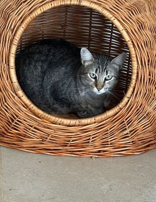 Sofia (geb. Sep 22), EKH - Katze