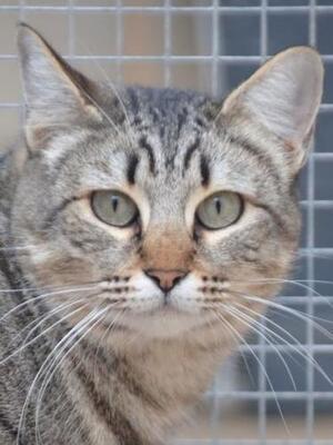 Sofia (geb. Sept. 2022) - EKH-Katze