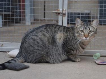 Sofia (geb. Sept. 2022) - EKH-Katze, EKH - Katze