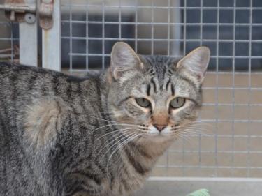 Sofia (geb. Sept. 2022) - EKH-Katze, EKH - Katze