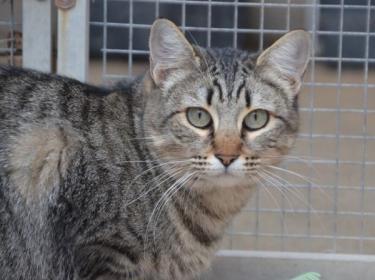 Sofia (geb. Sept. 2022) - EKH-Katze, EKH - Katze