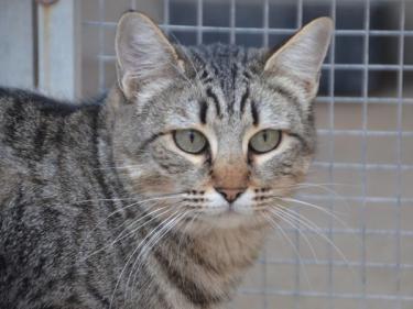 Sofia (geb. Sept. 2022) - EKH-Katze, EKH - Katze