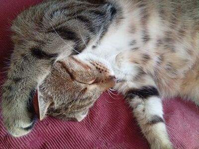 Sol, Europäisch Kurzhaar - Kater
