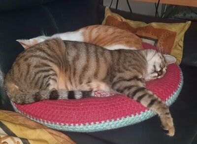 Sol, Europäisch Kurzhaar - Kater