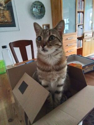 Sol, Europäisch Kurzhaar - Kater