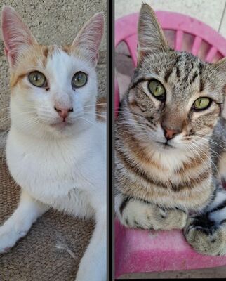 Sol & Luna, Europäisch Kurzhaar - Kater
