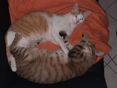 Sol & Luna, Europäisch Kurzhaar - Kater