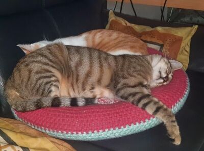 Sol & Luna, Europäisch Kurzhaar - Kater