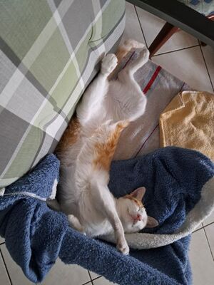 Sol & Luna, Europäisch Kurzhaar - Kater