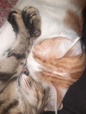Sol & Luna, Europäisch Kurzhaar - Kater