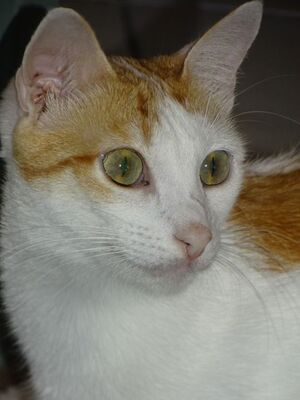 Sol & Luna, Europäisch Kurzhaar - Kater