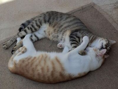 Sol & Luna, Europäisch Kurzhaar - Kater