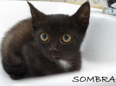 Sombra, Jungtier - Katze