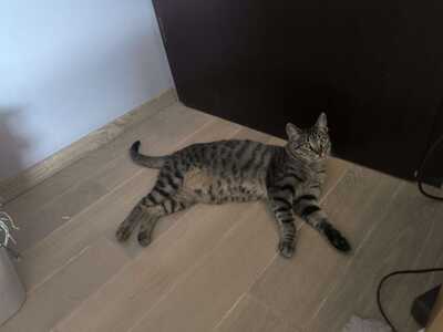 Sonata und Chopin, EKH Jungtier - Kater