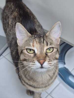 Sonata und Chopin, EKH Jungtier - Kater