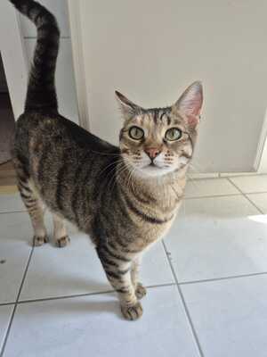 Sonata und Chopin, EKH Jungtier - Kater