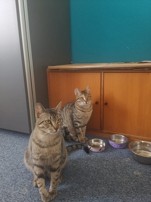 Sonata und Chopin, EKH Jungtier - Kater