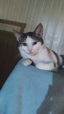 Sophie, Mischling - Katze