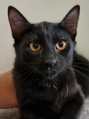 Sophie (geb. April 21) - EKH-Katze
