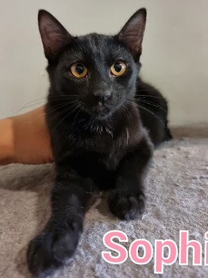 Sophie (geb. April 21) - EKH-Katze, EKH - Katze