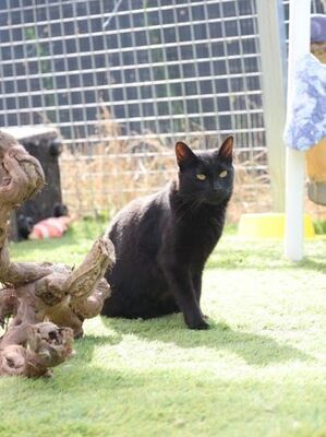 Sophie (geb. April 21) - EKH-Katze, EKH - Katze