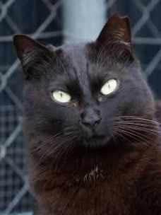 Sophie (geb. April 21) - EKH-Katze, EKH - Katze
