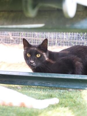 Sophie (geb. April 21) - EKH-Katze, EKH - Katze
