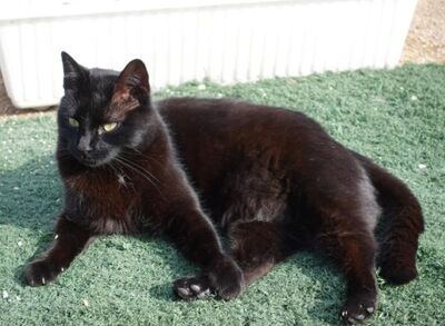 Sophie (geb. April 21) - EKH-Katze, EKH - Katze