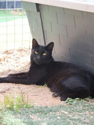 Sophie (geb. April 21) - EKH-Katze, EKH - Katze