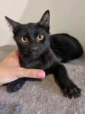 Sophie (geb. April 21) - EKH-Katze, EKH - Katze