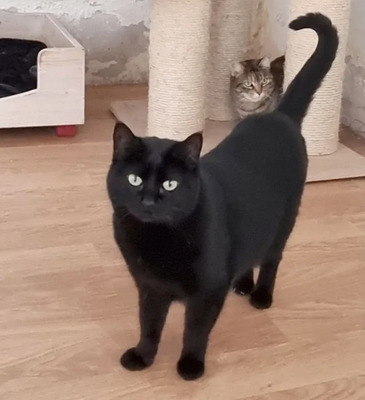 Sopresa, EKH - Katze