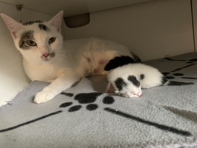 Soraya, Hauskatzen - Katze