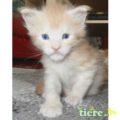 Sota, Maine Coon - Kater