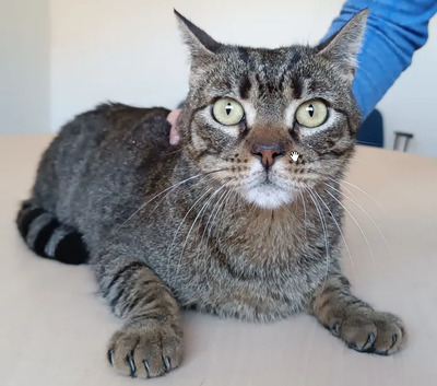 Soto - schüchtern und liebenswert, EKH - Kater