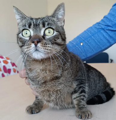 Soto - schüchtern und liebenswert, EKH - Kater