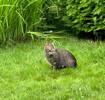 Soto - schüchtern und liebenswert, EKH - Kater