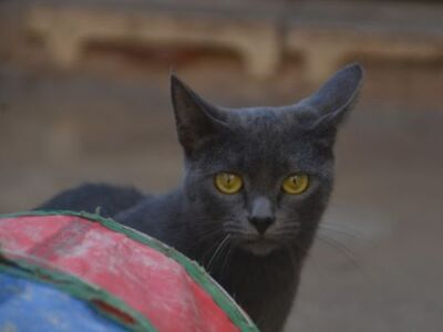 Sparky, Europäisch Kurzhaar - Katze