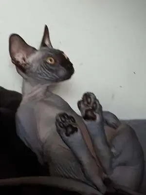 Sphynx, Canadian Sphynx - Kater