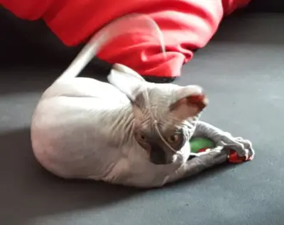 Sphynx, Canadian Sphynx - Kater