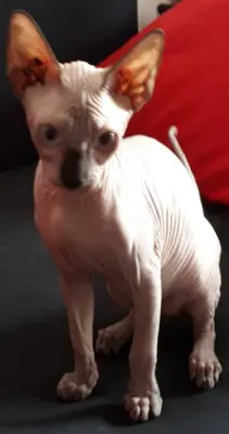 Sphynx, Canadian Sphynx - Kater