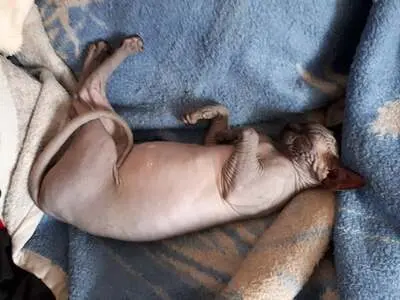 Sphynx, Canadian Sphynx - Kater