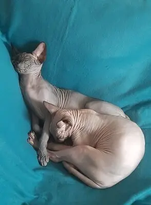 Sphynx, Canadian Sphynx - Kater