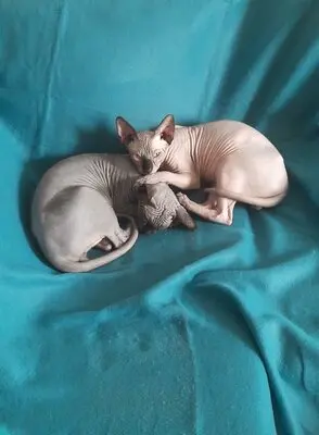 Sphynx, Canadian Sphynx - Kater